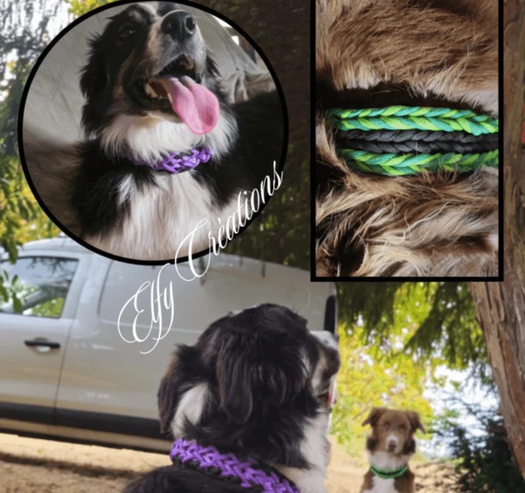 Colliers pour chiens colorés